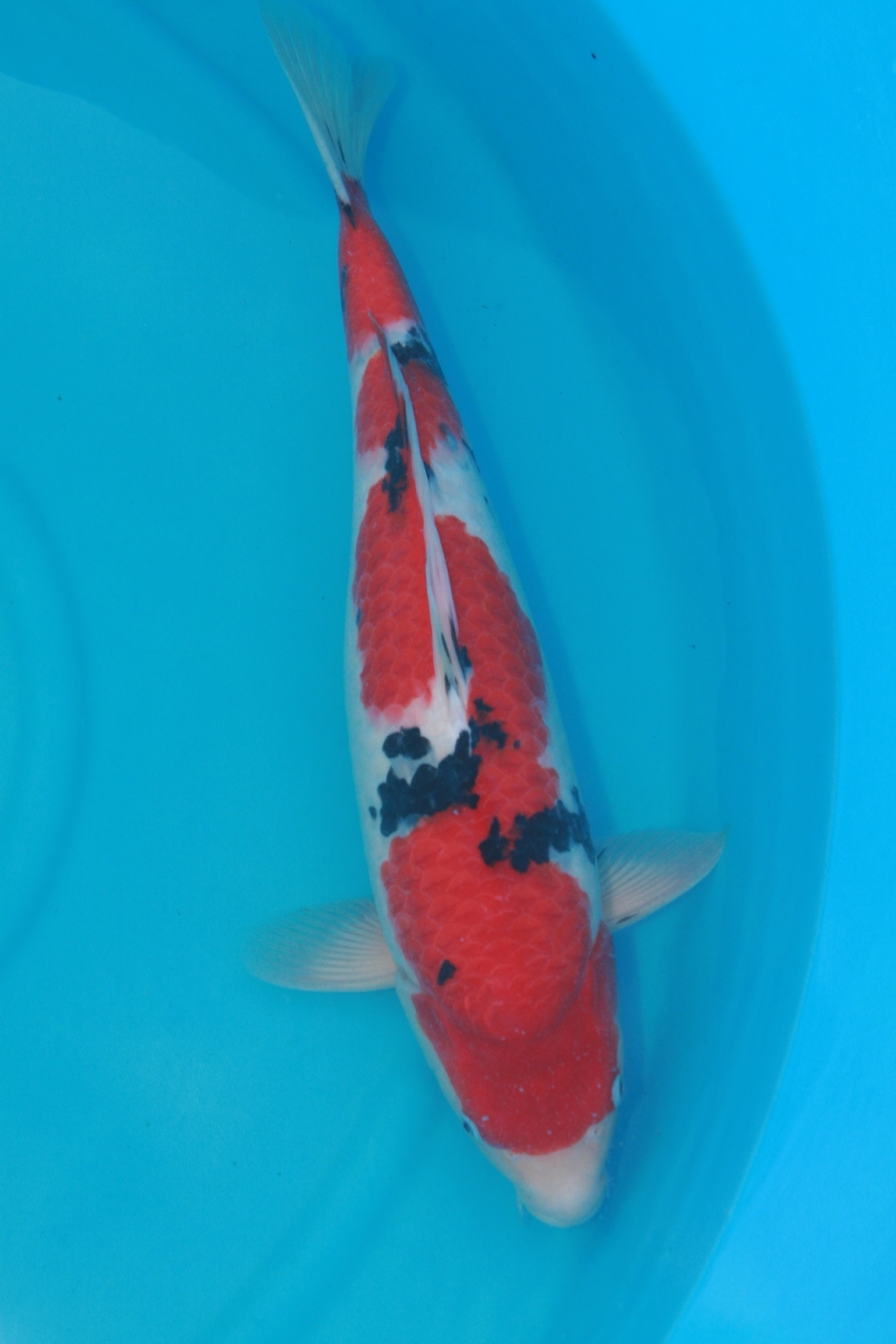 2011 WORTHING KOI SHOW SIZE 4 SANKE