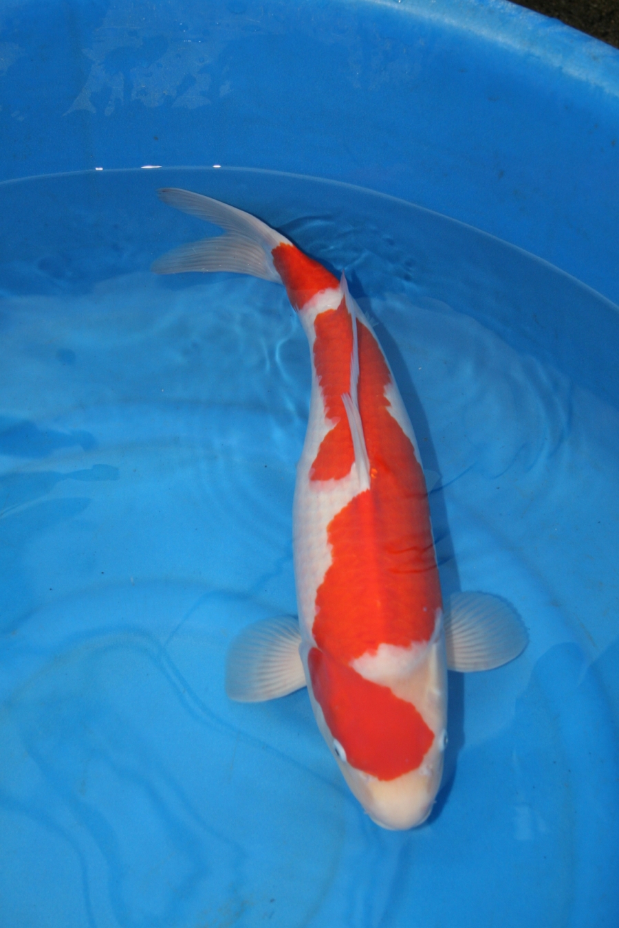 2011 WORTHING KOI SHOW ADULT CHAMPION