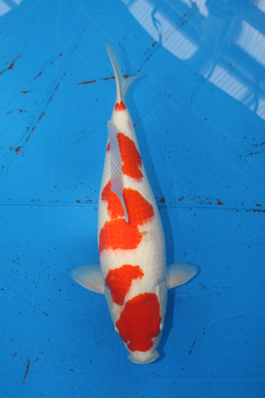 2011 WORTHING KOI SHOW MATURE CHAMPION