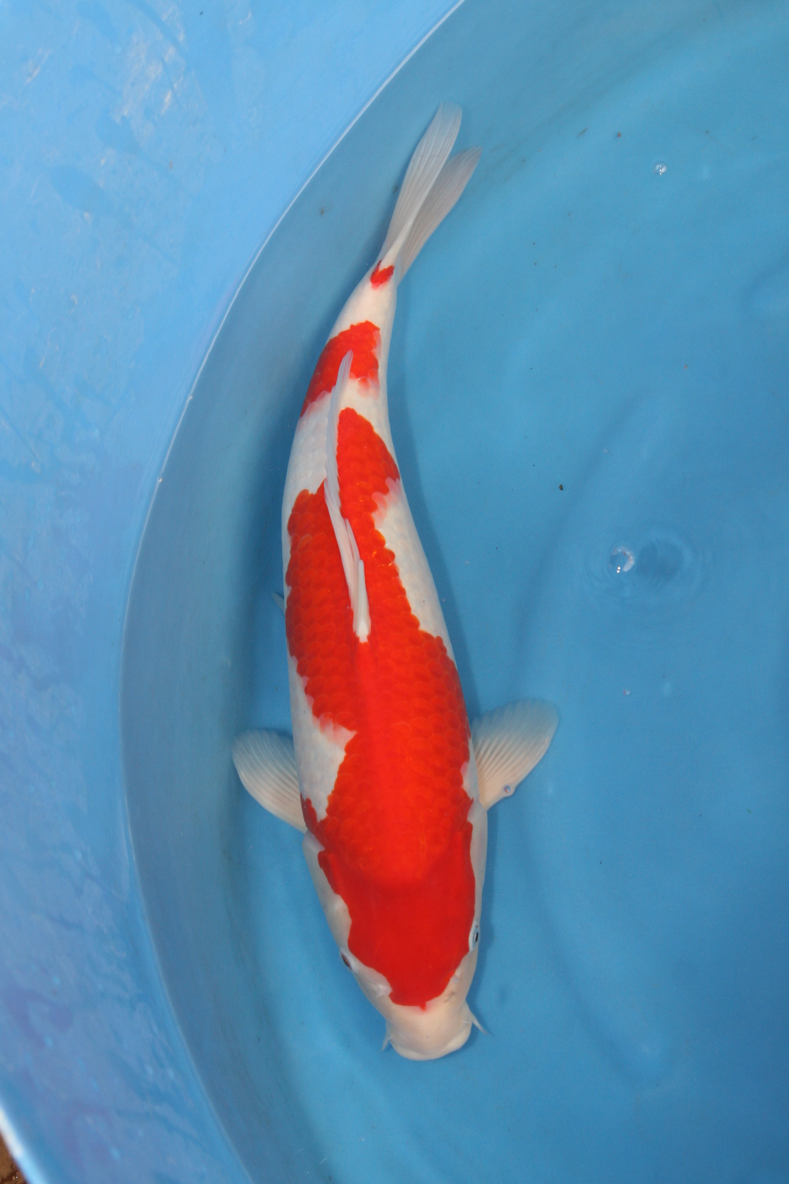 South Hant's 19th Open Koi Show 2010