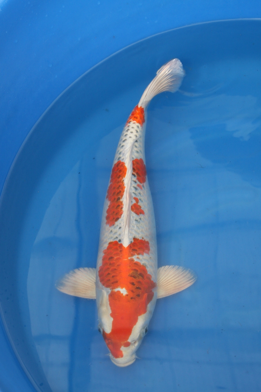 2011 WORTHING KOI SHOW HIKARIMOYO SIZE 4