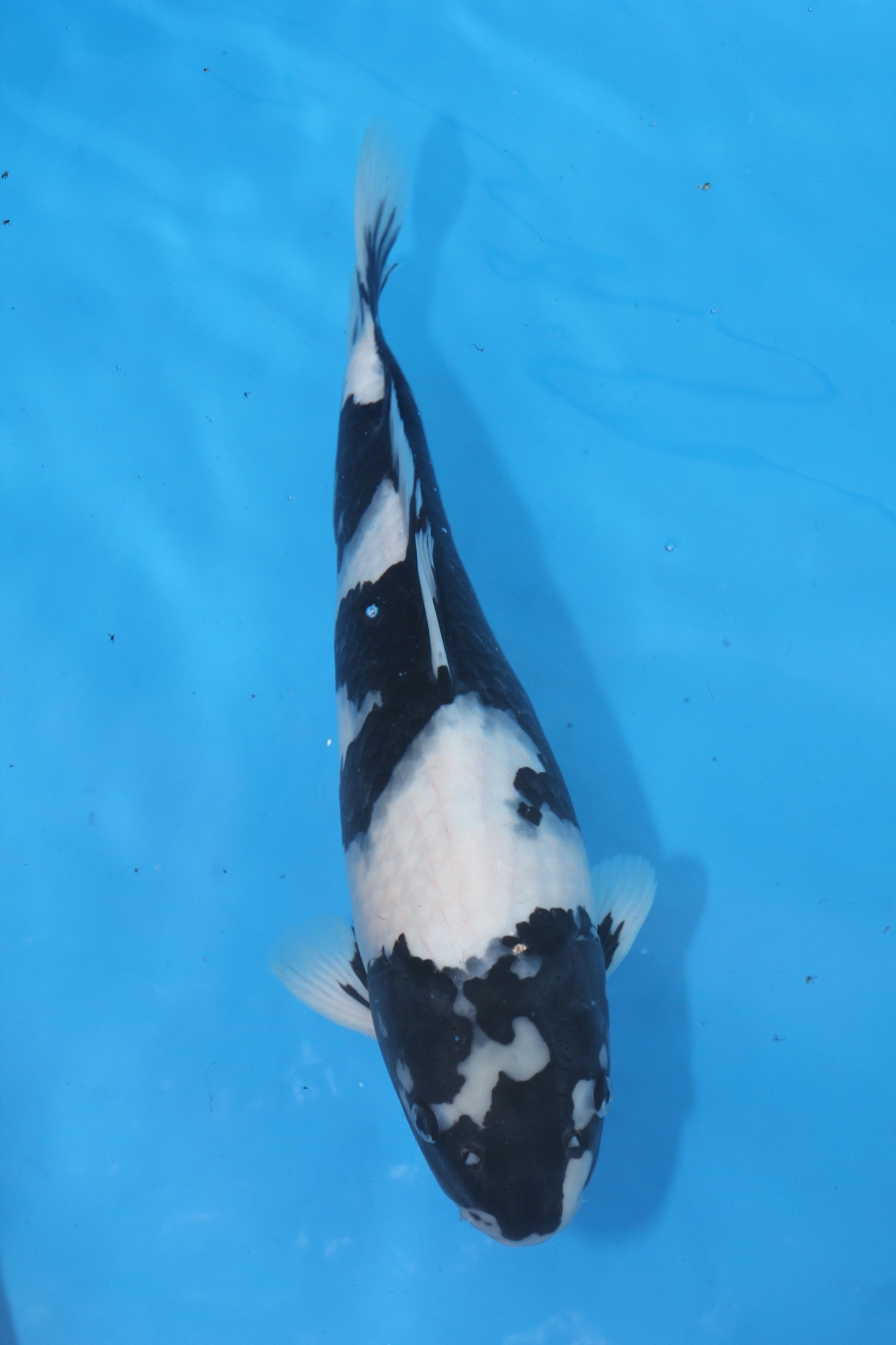 2011 SOUTH EAST KOI SHOW YOUNG CHAMPION