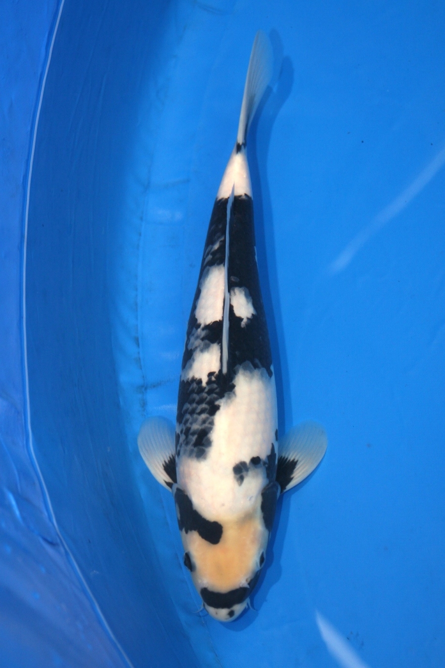 2011 WORTHING KOI SHOW UTSURIMOYO SIZE 4