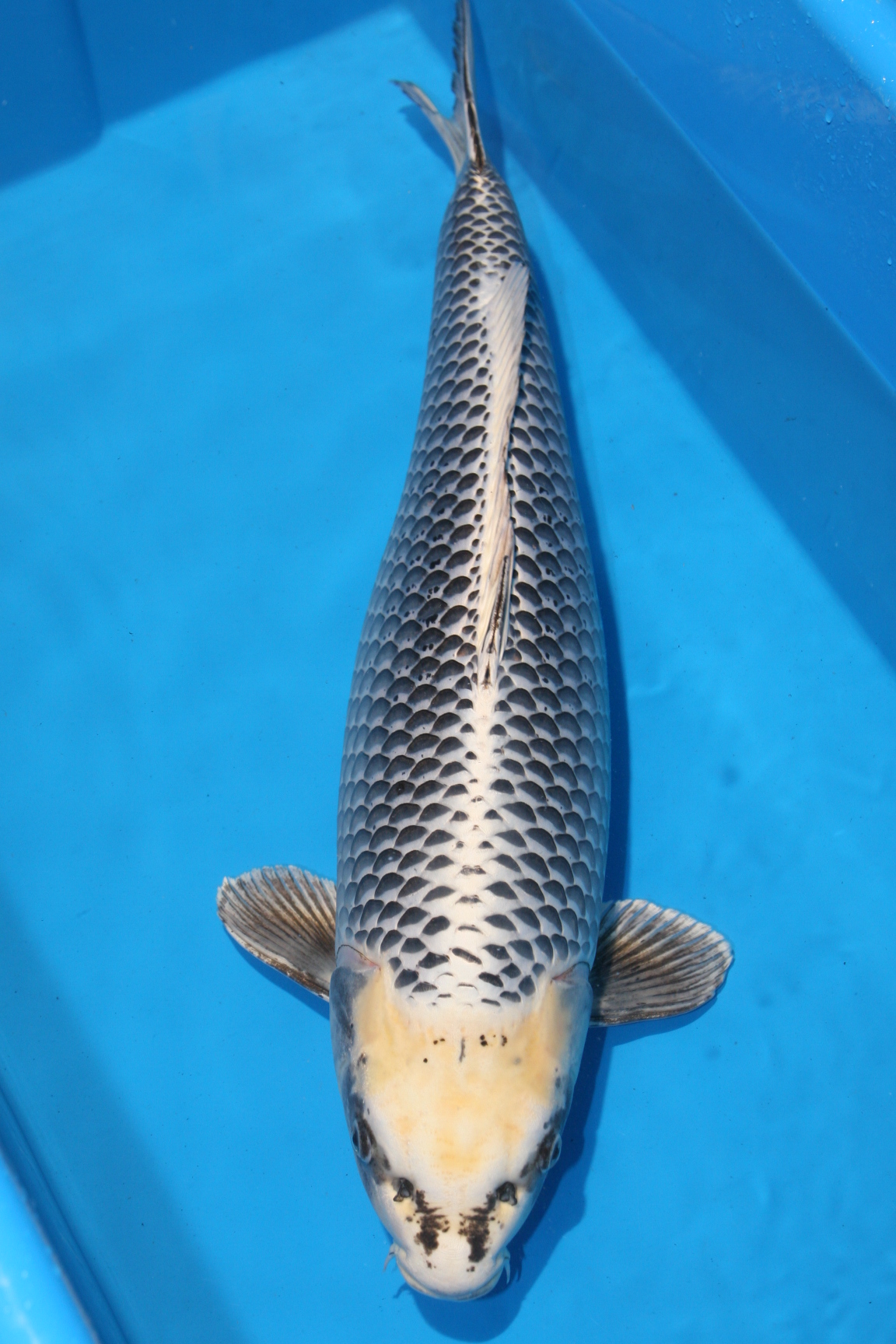 2009 South East Inernational Koi Show