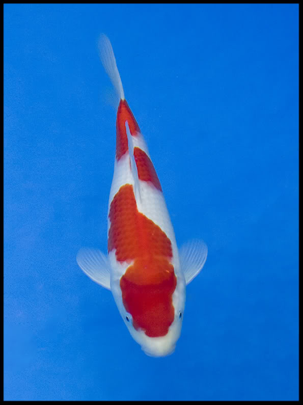 2009 Essex Koi Show Baby Champion