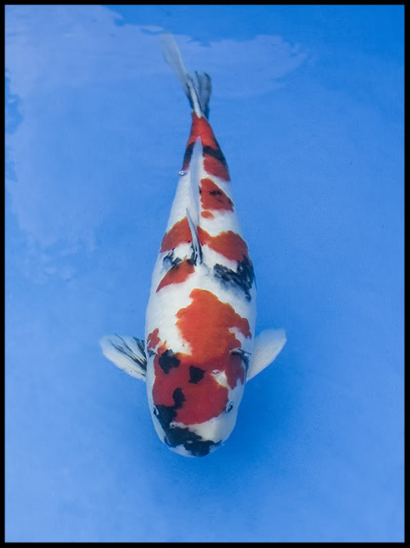 2009 Essex Koi Show Young Champion